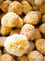 Natural Sea Sponges Tarpon Springs Florida
